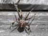 Araneus diadematus